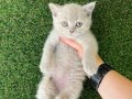 Ayı surat safkan tombiş renk renk british bebekler 