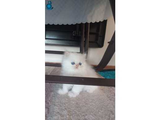 Pamuk Bebekler