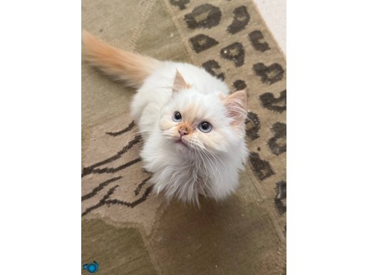 SAFKAN HIMALAYAN BEBEKLER