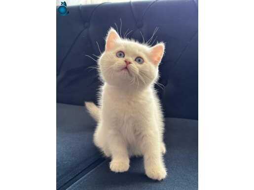 Show kalite British shorthair Yavrularımız Ziyarete açık