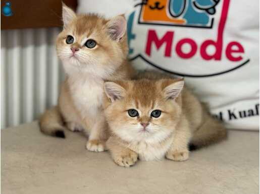 Show Kalite NY 12 Golden British Shorthair Yavrularımız
