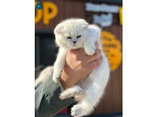 Ankaranın en güzel scottish fold yavruları ziyarete açık