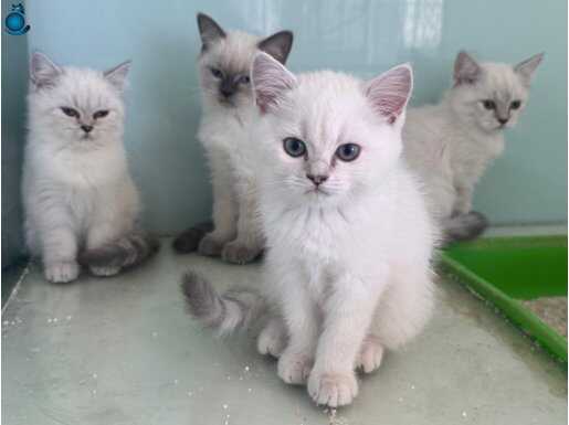 Ankaranın en elit british longhair yavruları ziyarete açık