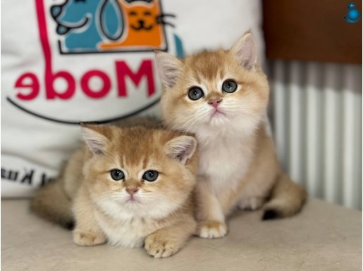  ruhsatlı çiftlikden ziyarete açık golden british shorthair