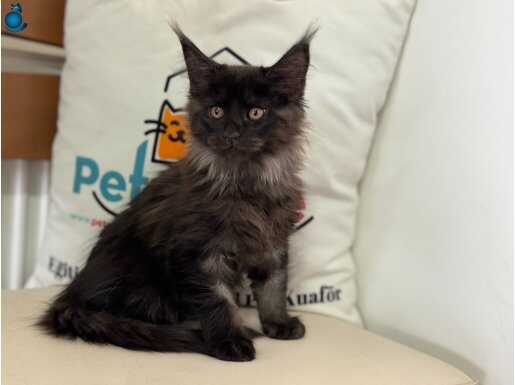 Yasal Ruhsatlı Çiftliğimizde Ziyarete Açık Maine Coon