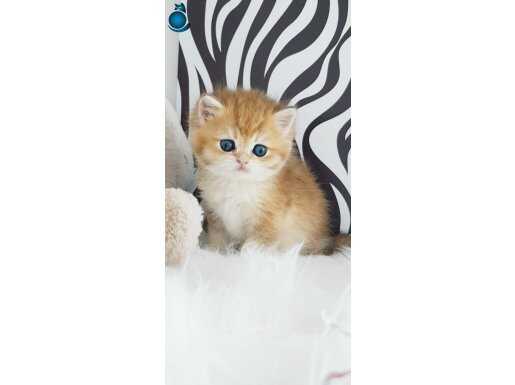 Ankarada Ziyarete açık Ny12 Golden British Shorthair 