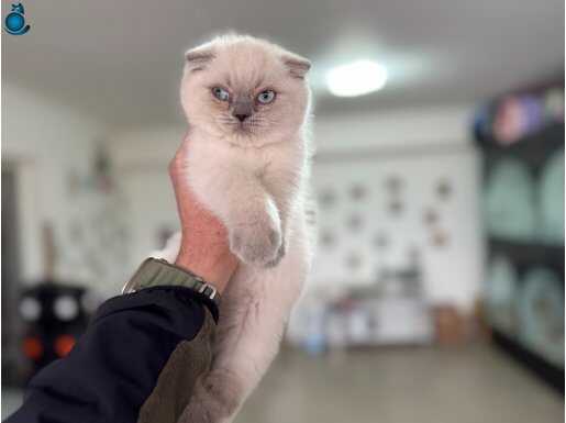 En güzel blue point scottish fold yavrumuzu canlı görün