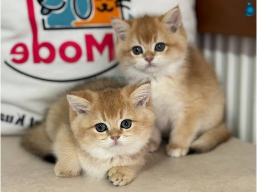  yasal ruhsatlı çiftliğinden Golden British Shorthair