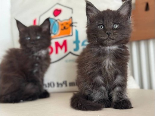 Kömür karası Asalet Maine Coon