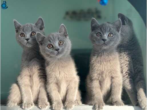 Yasal ruhsatlı çifrlikde ziyarete açık british shorthair 
