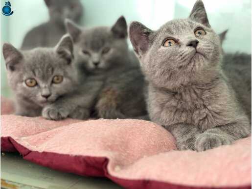 Ankarada ziyarete açık british shorthair yavrular