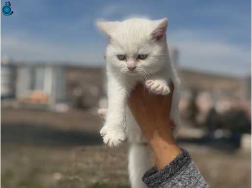 Ankaranın en elit british shorthair yavruları