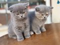 En güzel British Shorthair Yavrular Ziyarete açık