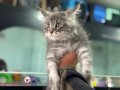Yasal ruhsatlı çiftlikde ziyarete açık maine coon yavrular