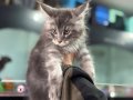 Yasal ruhsatlı çiftlikde ziyarete açık maine coon yavrular