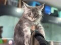 Yasal ruhsatlı çiftlikde ziyarete açık maine coon yavrular