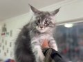 Yasal ruhsatlı çiftlikde ziyarete açık maine coon yavrular