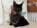 Yasal ruhsatlı çiftlikde ziyarete açık maine coon yavrular