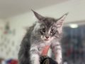 Yasal ruhsatlı çiftlikde ziyarete açık maine coon yavrular