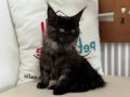 Yasal ruhsatlı çiftlikde ziyarete açık maine coon yavrular