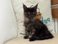 Yasal ruhsatlı çiftlikde ziyarete açık maine coon yavrular