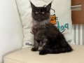 Yasal ruhsatlı çiftlikde ziyarete açık maine coon yavrular