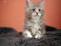 Show kalite sçr belgeli maine coon yavrumuz