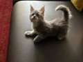 Show kalite sçr belgeli maine coon yavrumuz