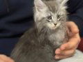Show kalite sçr belgeli maine coon yavrumuz
