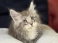 Show kalite sçr belgeli maine coon yavrumuz