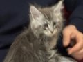 Show kalite sçr belgeli maine coon yavrumuz