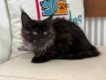 Yarışma düzeyinde sçr belgeli maine coon yavrularımız