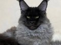Yarışma düzeyinde sçr belgeli maine coon yavrularımız