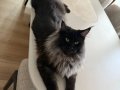 Yarışma düzeyinde sçr belgeli maine coon yavrularımız