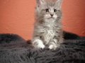 Yarışma düzeyinde sçr belgeli maine coon yavrularımız