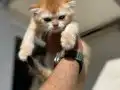 ziyarete açık ny12 scottih fold