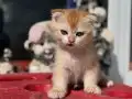 ziyarete açık ny12 scottih fold