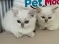 golden point british shorthair
