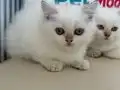 golden point british shorthair