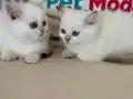 golden point british shorthair