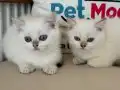 golden point british shorthair