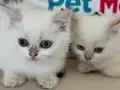 golden point british shorthair
