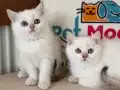 golden point british shorthair