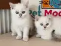 golden point british shorthair