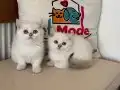 golden point british shorthair