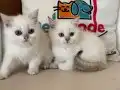 golden point british shorthair
