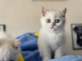Golden point british shorthair yavrularımız ziyarete açık