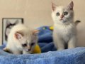 Golden point british shorthair yavrularımız ziyarete açık