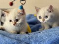 Golden point british shorthair yavrularımız ziyarete açık