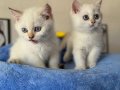 Golden point british shorthair yavrularımız ziyarete açık